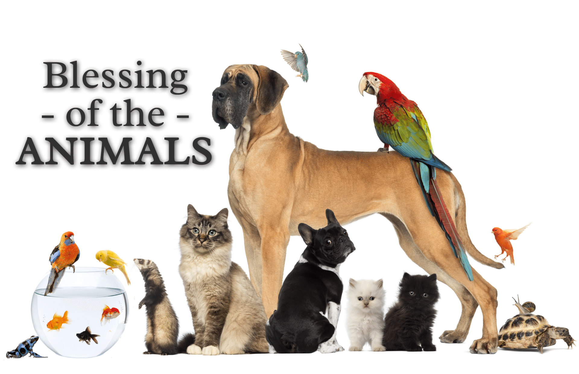 Read more about the article Virtual Blessing of the Animals (Online ONLY))